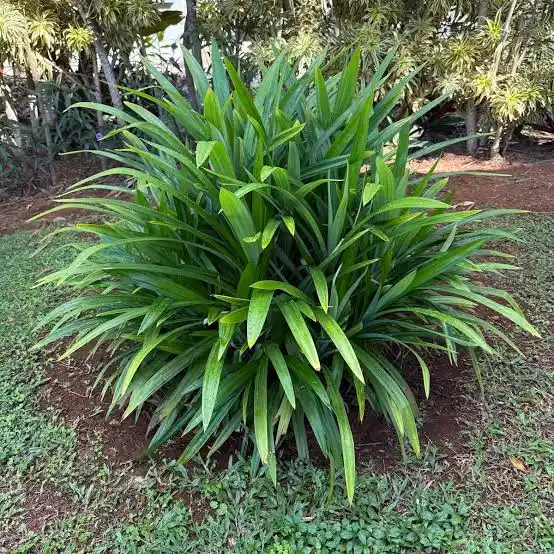 Fresh pandan leaves close-up
